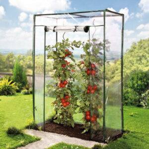 Tomaten- Gewächshaus