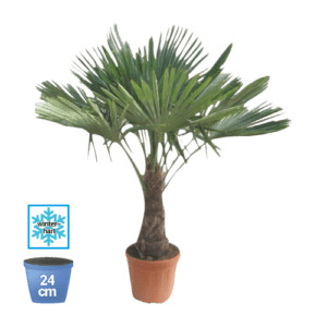 Hanfpalme