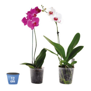Orchidee