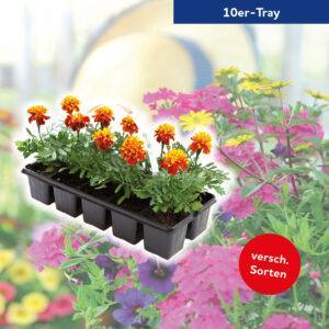 Beetpflanzen 10er-Tray