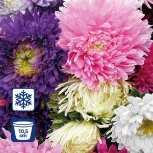 Chrysanthemen T10,5